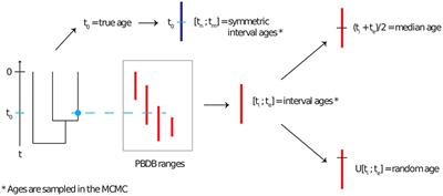 Ignoring Fossil Age Uncertainty Leads to Inaccurate Topology and Divergence Time Estimates in Time Calibrated Tree Inference